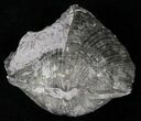 Large Pyrite Replaced Brachiopod - Silica Shale #21091-3